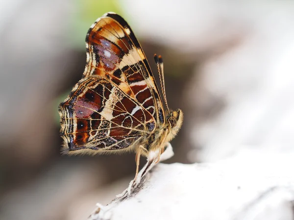 Krásný motýl v lese — Stock fotografie