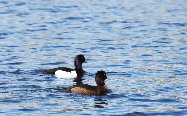 Canard touffu sur le lac — Photo