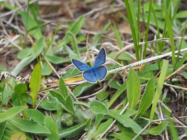 Piękny motyl w lesie — Zdjęcie stockowe