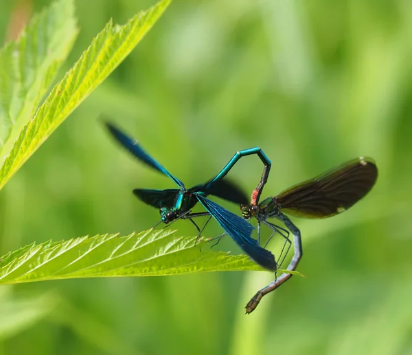 Bella libellula nella foresta — Foto Stock