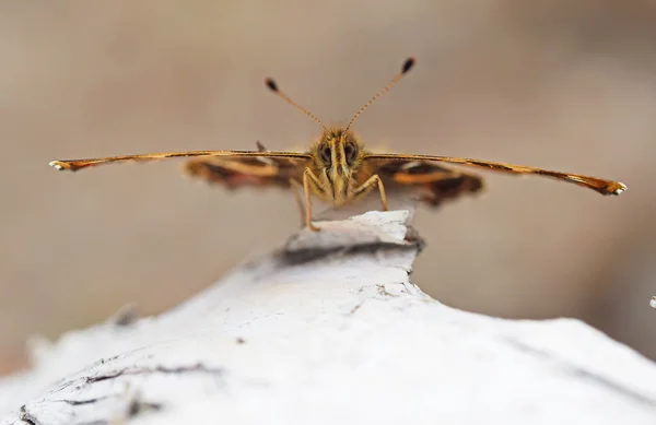 Bela borboleta na floresta — Fotografia de Stock