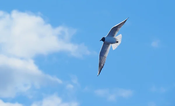 Seagull in vlucht — Stockfoto