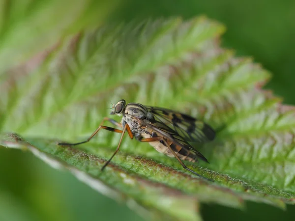 Ormanın içinde böcek sinek — Stok fotoğraf