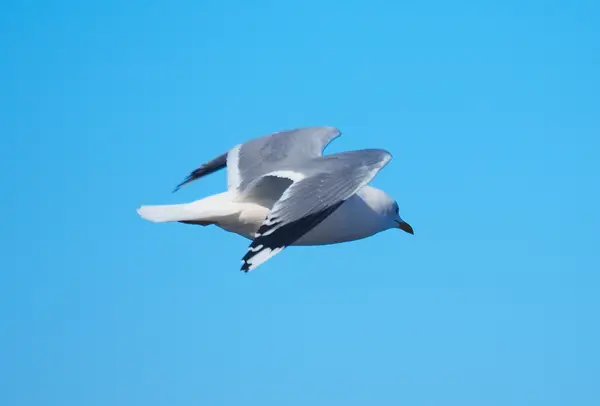 Seagull in flight — Stock Photo, Image