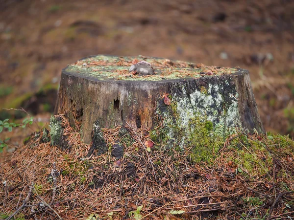 森の中の草に覆われた木の切り株 — ストック写真