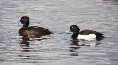 Tepeli ördek göl kenarında