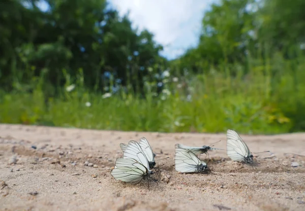 Beautiful butterfly on a forest road — Stock Photo, Image