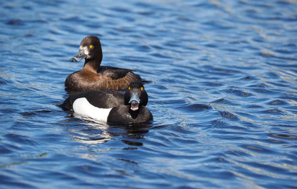 Tufted duck on the lake — Stock Photo, Image