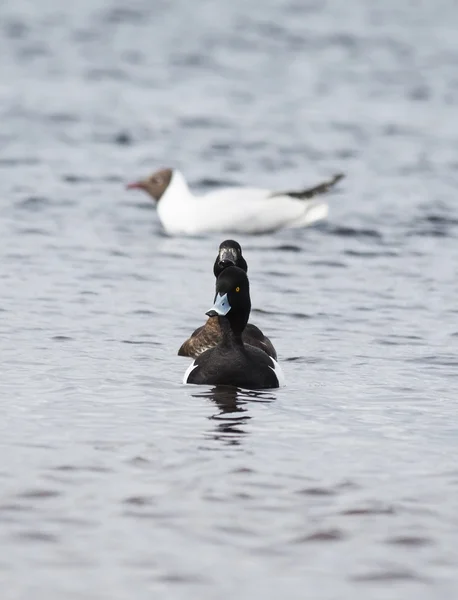 Pato copetudo en el lago — Foto de Stock