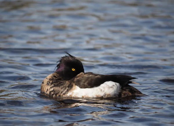 Tufted duck on the lake — Stock Photo, Image