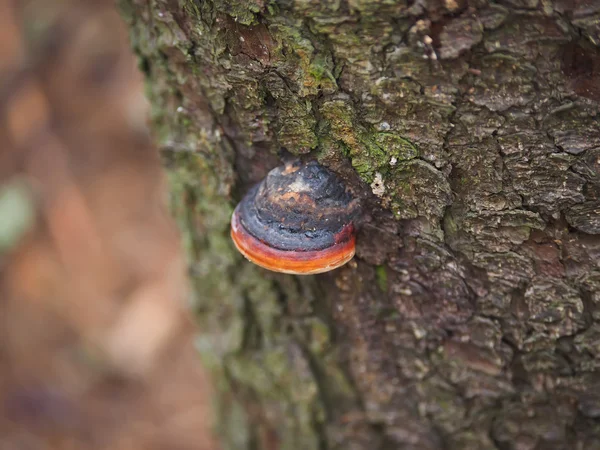 Krzesiwo grzyb na drzewie w lesie — Zdjęcie stockowe