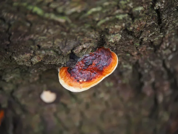 Fungo tinder em uma árvore na floresta — Fotografia de Stock