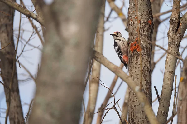 Pájaro carpintero de cabeza gris en un árbol en el bosque — Foto de Stock