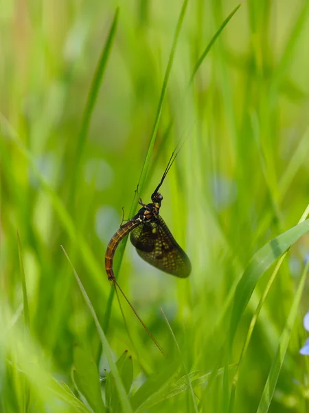 Closeup de mayfly (Ephemeroptera) na folha — Fotografia de Stock