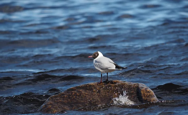 Gaviota en el lago —  Fotos de Stock