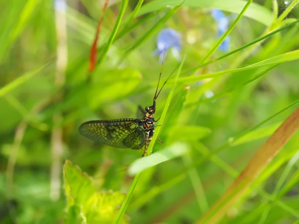 Primer plano de mayfly (Ephemeroptera) en la hoja —  Fotos de Stock