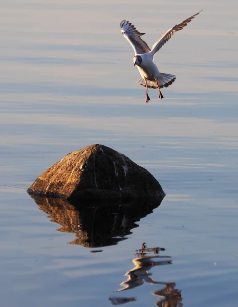 Möwe auf dem See — Stockfoto