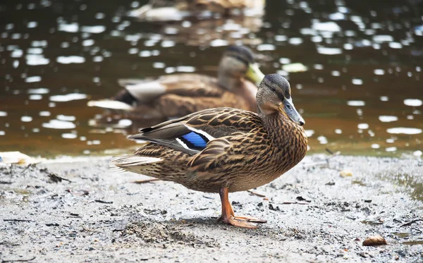 Ente auf dem See — Stockfoto