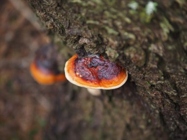 ormandaki bir ağaç KAV mantarlar