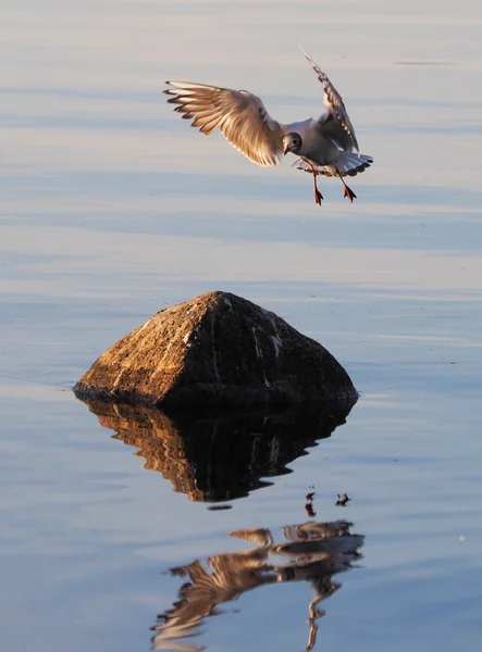 Lokki järvellä — kuvapankkivalokuva