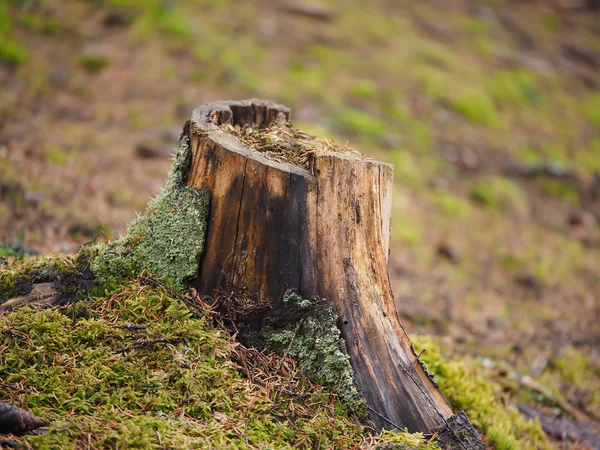 Tocón de árbol cubierto en el bosque —  Fotos de Stock