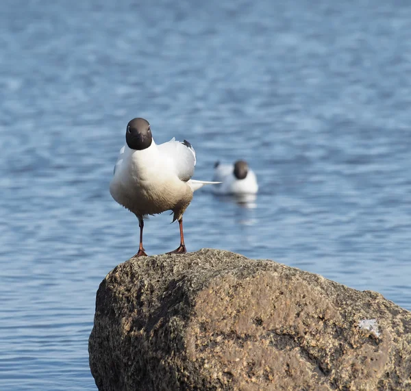 Meeuw op het meer — Stockfoto