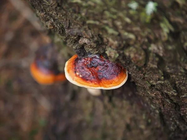 Echte Tonderzwam op een boom in het bos — Stockfoto