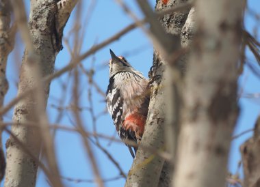 Ormandaki bir ağaç üzerinde ağaçkakan