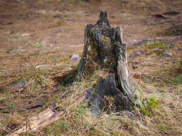 Overwoekerd boomstronk in het bos — Stockfoto