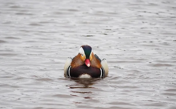 Mandarinenente auf dem See — Stockfoto