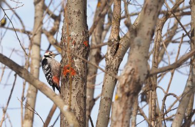 Ormandaki bir ağaç üzerinde ağaçkakan
