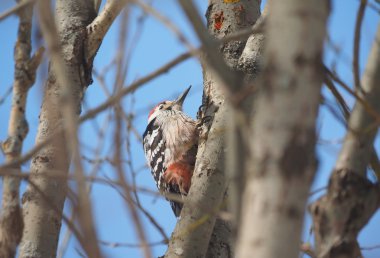 Ormandaki bir ağaç üzerinde ağaçkakan