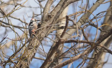 Ormandaki bir ağaç üzerinde ağaçkakan