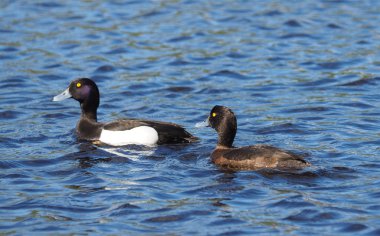 Tepeli ördek göl kenarında