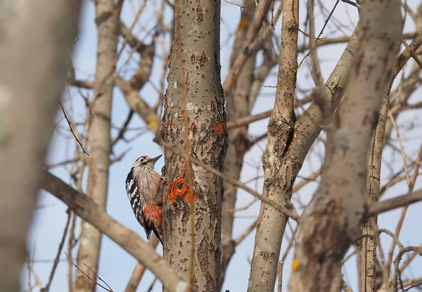 Ormandaki bir ağaç üzerinde ağaçkakan