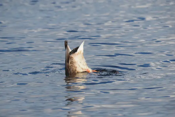 Duck on the lake — Stock Photo, Image