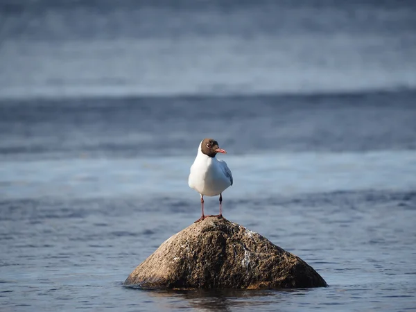 Gaviota de cabeza negra en el lago —  Fotos de Stock