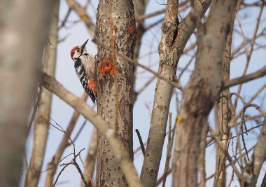 Ormandaki bir ağaç üzerinde ağaçkakan