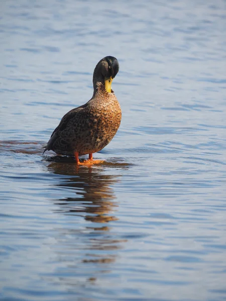 Duck on the lake — Stock Photo, Image