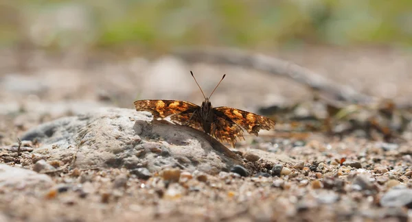 Piękny motyl w lesie — Zdjęcie stockowe