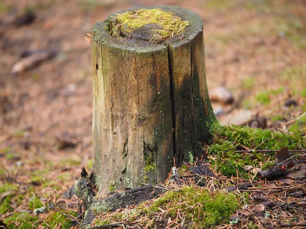 Ormanın içinde büyümüş ağaç kütüğü — Stok fotoğraf