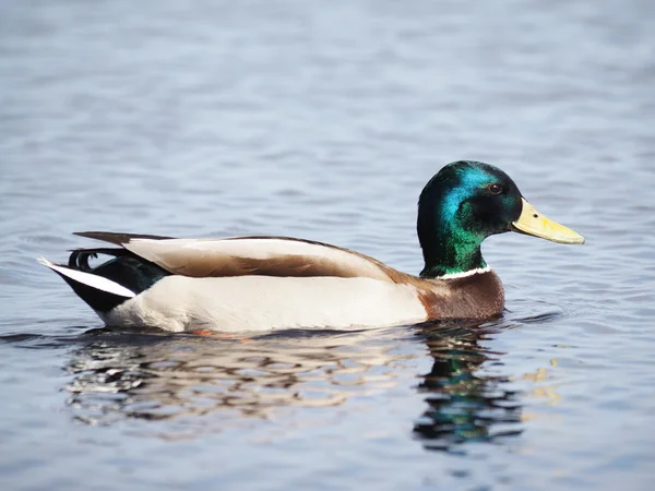 Canard sur le lac — Photo