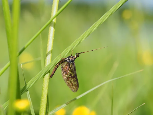 Closeup de mayfly (Ephemeroptera) na folha — Fotografia de Stock