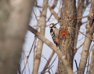 Ormandaki bir ağaç üzerinde ağaçkakan