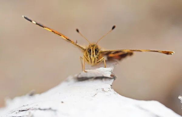 Schöner Schmetterling im Wald — Stockfoto