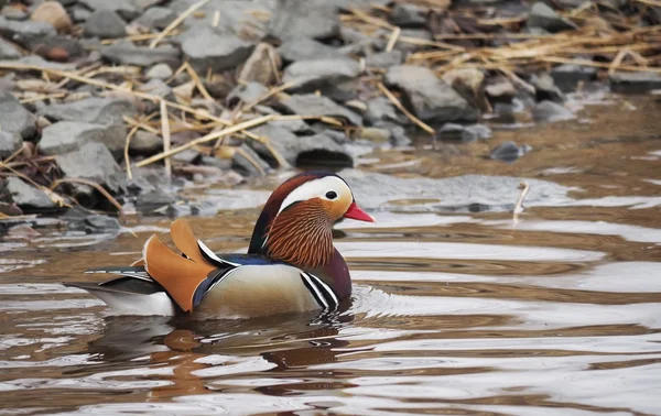 Mandarin duck on the lake — Stock Photo, Image