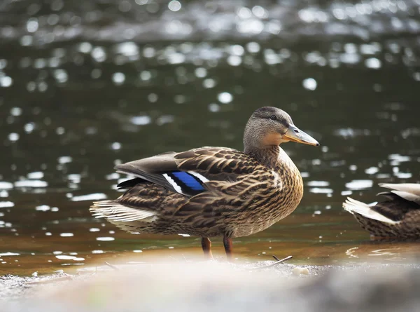 Duck on the lake — Stock Photo, Image