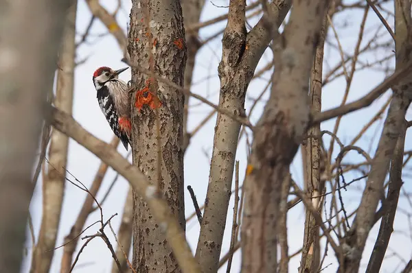 Pájaro carpintero de cabeza gris en un árbol en el bosque — Foto de Stock