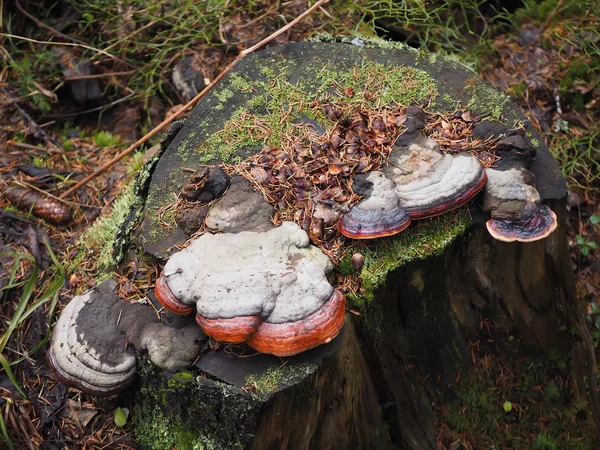 フォレスト内のツリーに火口菌 — ストック写真