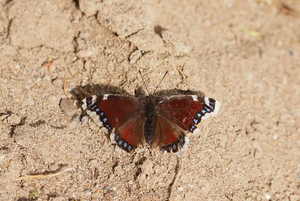 Schöner Schmetterling im Wald — Stockfoto